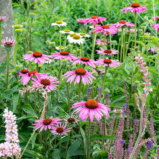 Echinacea Purpurea Coneflower