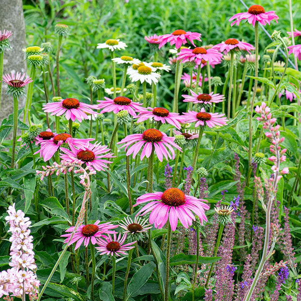 Echinacea Purpurea Coneflower