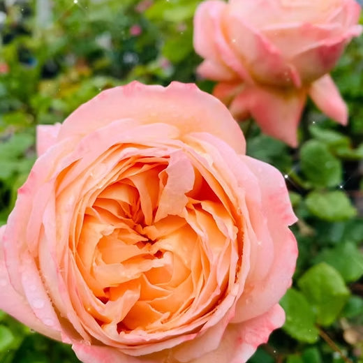 Confiture Rose Shrub