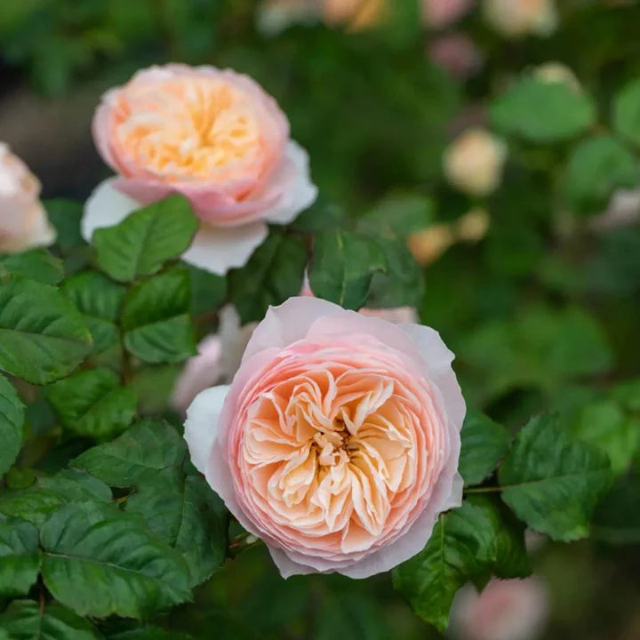 Han Xian Climbing Rose Shrub