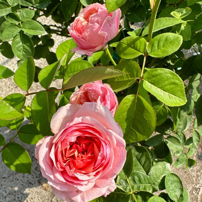 Romeo Rose Shrub