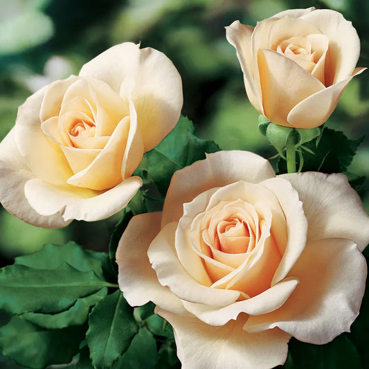French Lace Rose Shrub