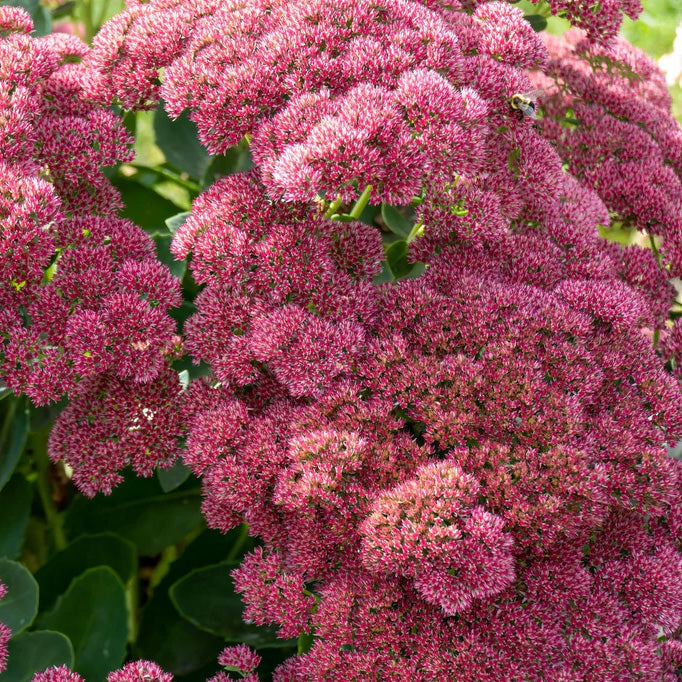 Sedum 'Autumn Joy'
