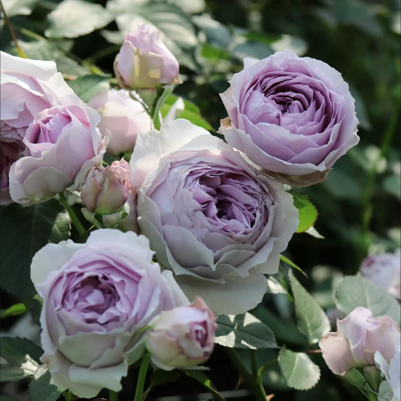 Lilas Rose Shrub