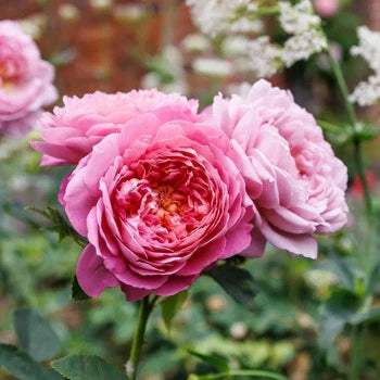 AUSblush English Climbing Rose Shrub