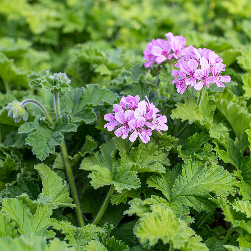 Scented Geranium 'Attar of Roses'