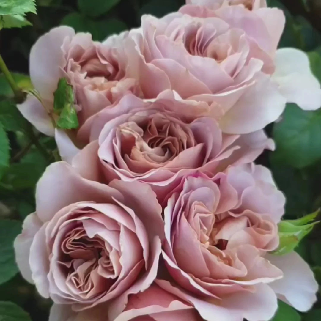 Cafe Latte Rose Shrub