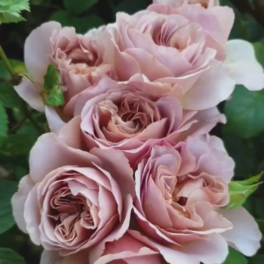 Cafe Latte Rose Shrub