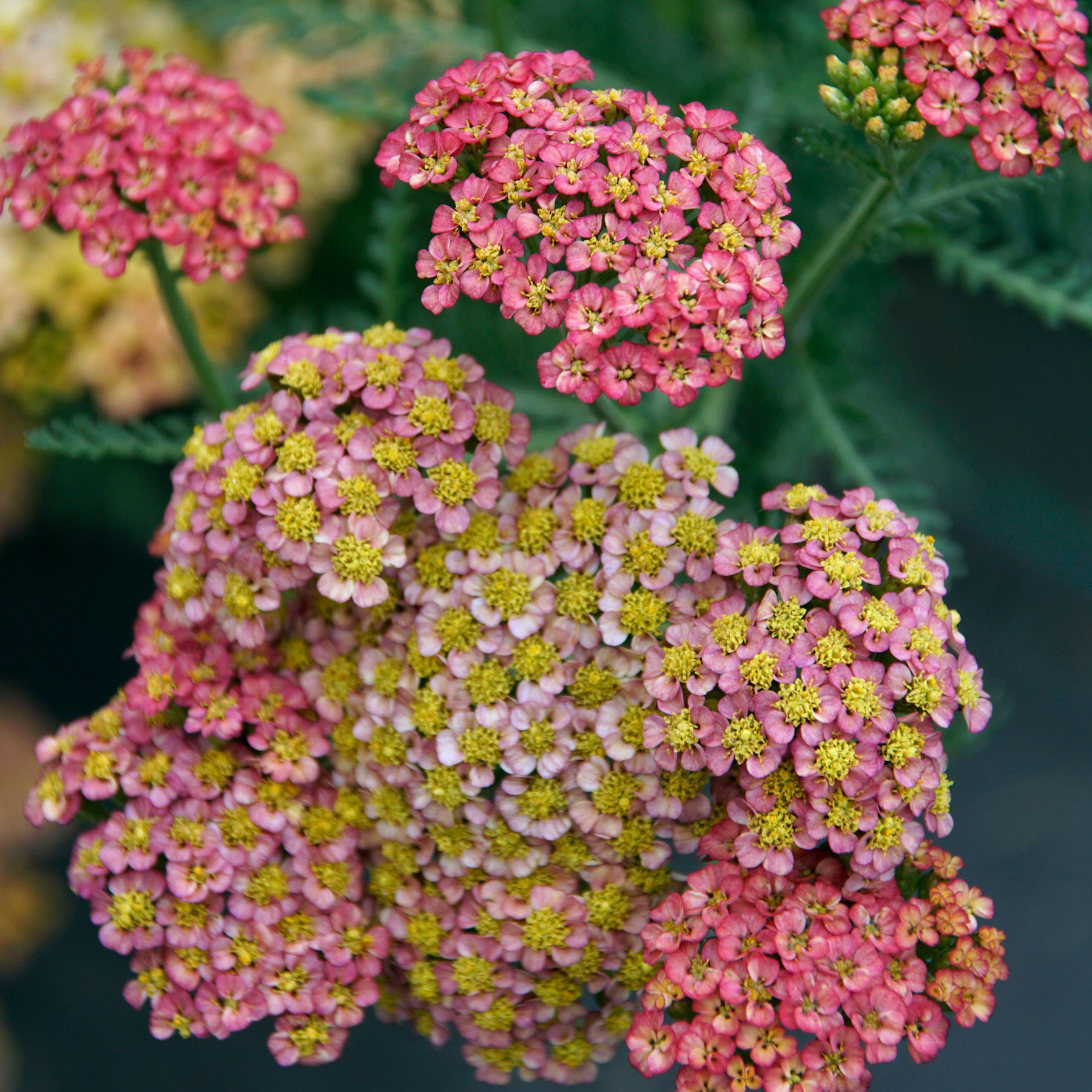 Achillea Sassy Summer Taffy