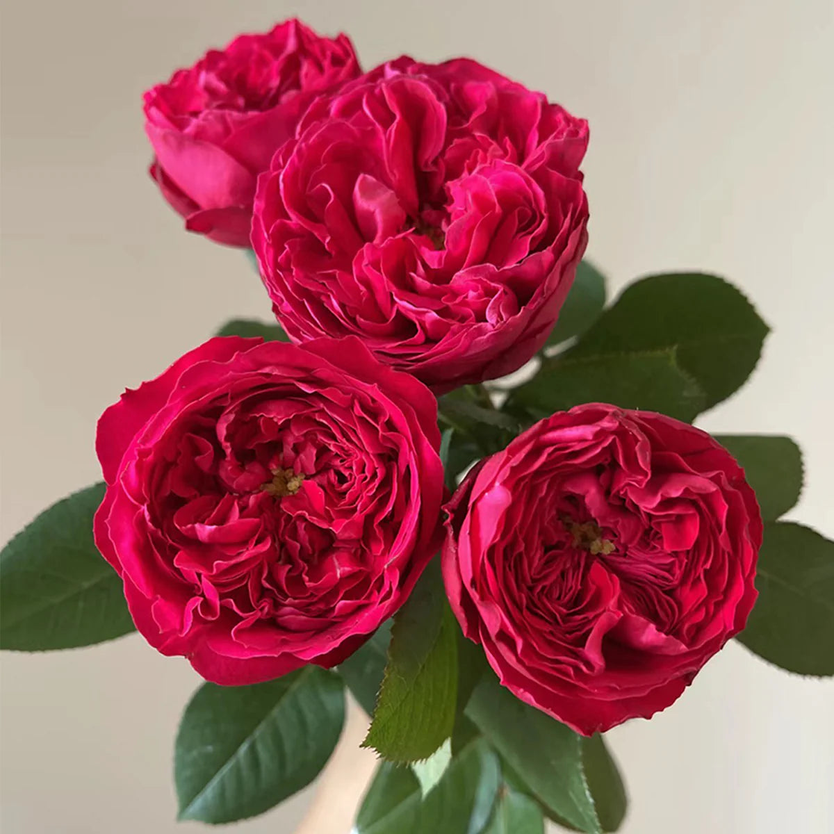 Autumn Rouge Rose Shrub