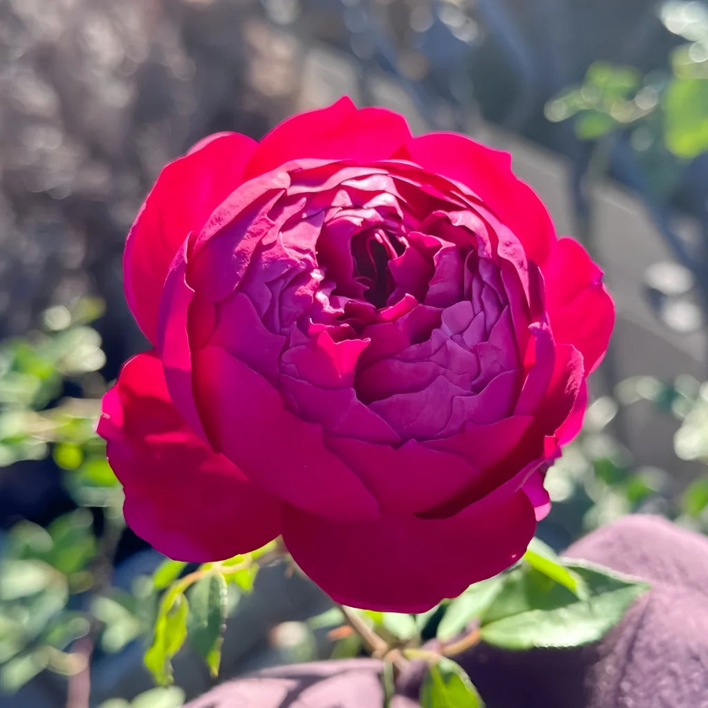 Autumn Rouge Rose Shrub