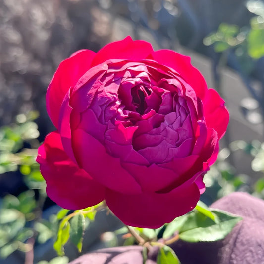 Autumn Rouge Rose Shrub