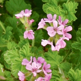 Scented Geranium 'Attar of Roses'