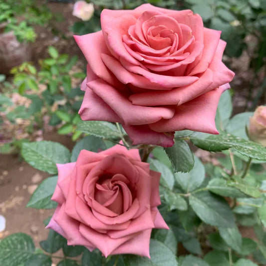 Barista Rose Shrub