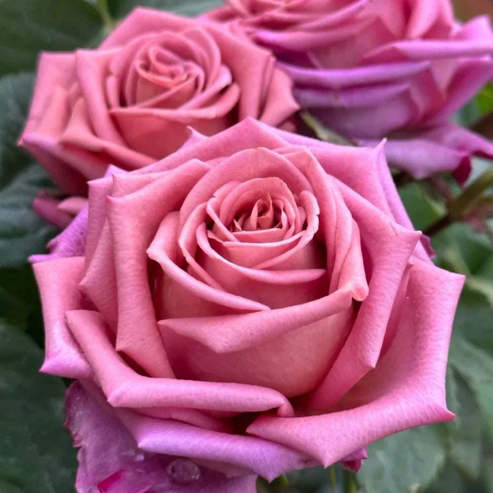 Barista Rose Shrub