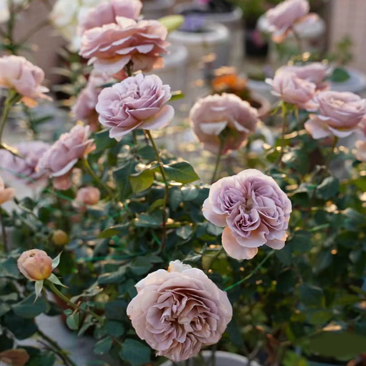 Cafe Latte Florist Rose