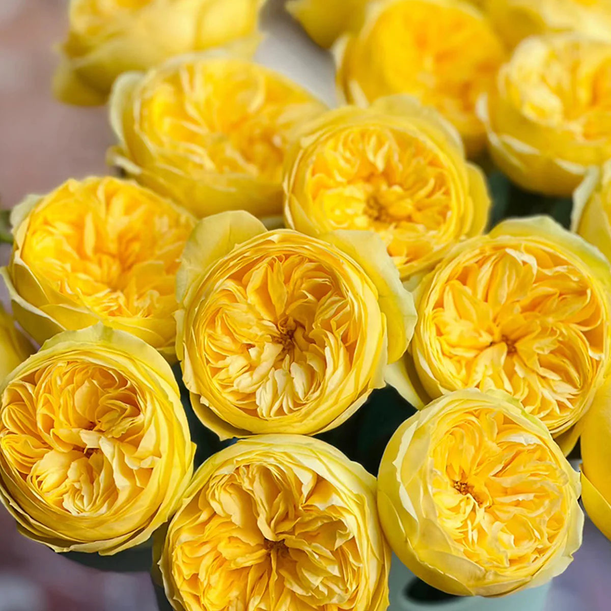 Catalina Rose Shrub