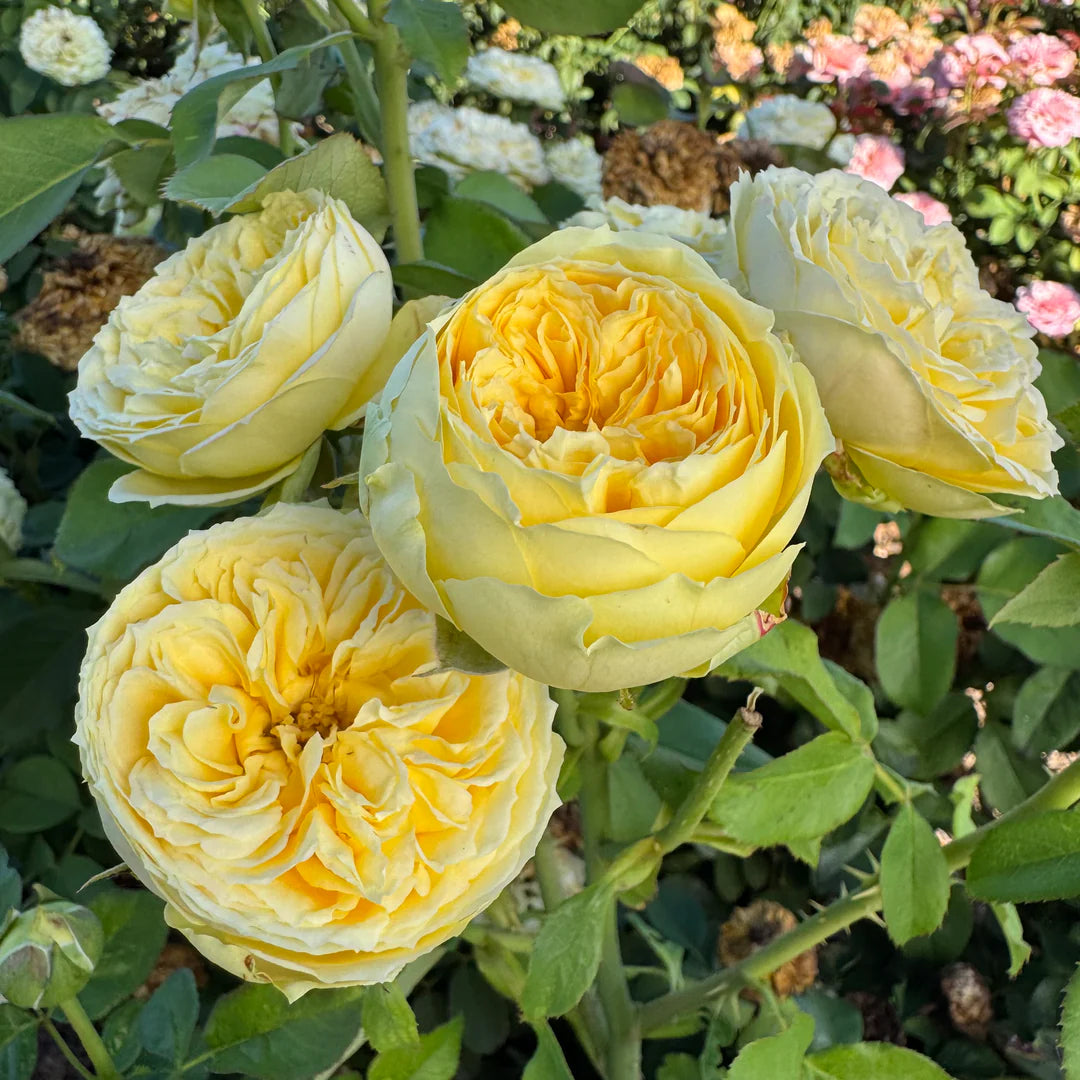 Catalina Rose Shrub