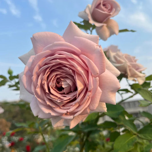Charity Towa Rose Shrub