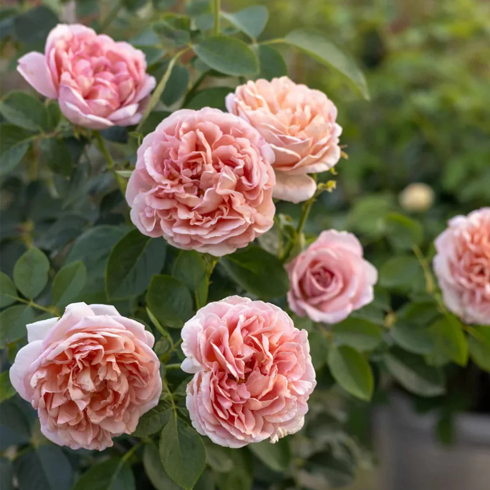 Chocolate Romantica Rose Shrub