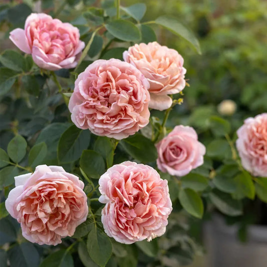 Chocolate Romantica Rose Shrub