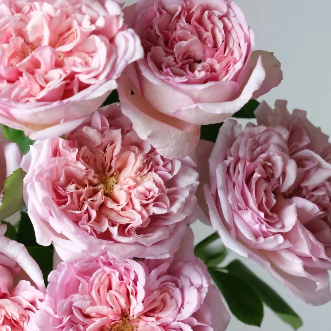 Chocolate Romantica Rose Shrub