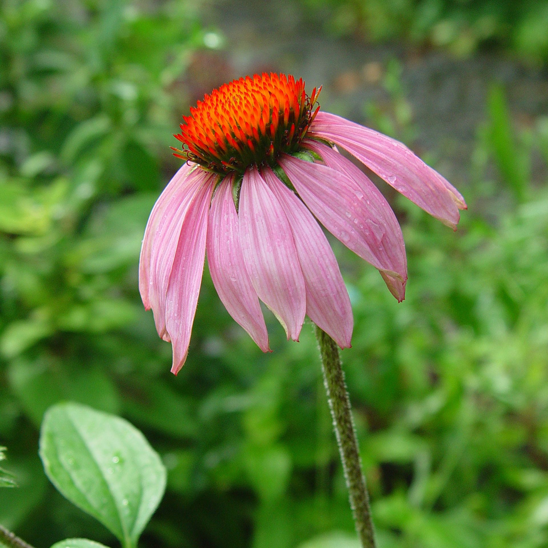 Echinacea Purpurea Coneflower