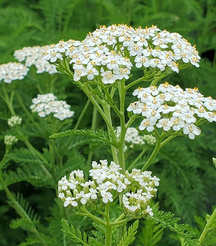 Achillea White Yarrow