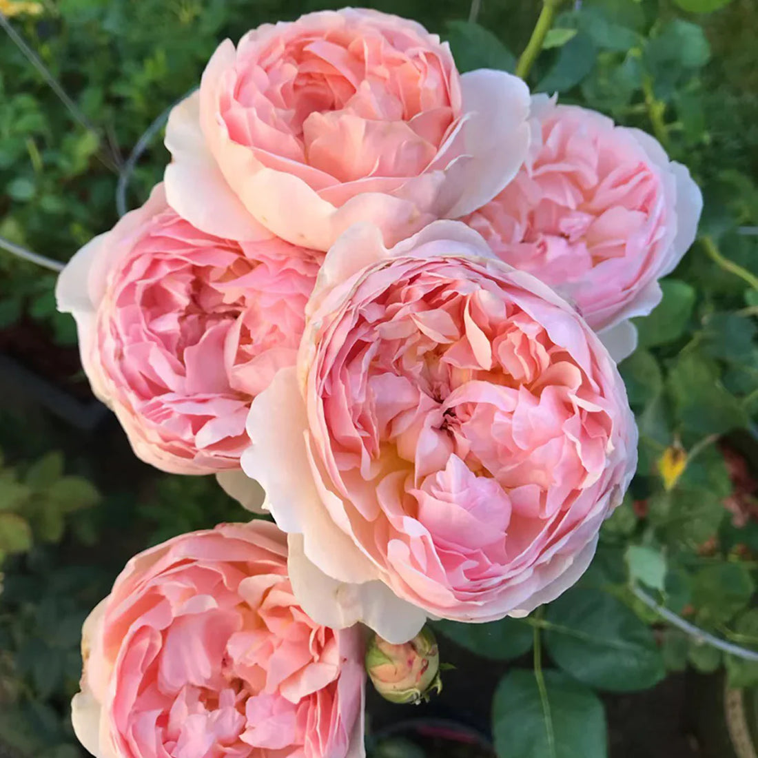 AUSsaucer English Garden Rose Shrub