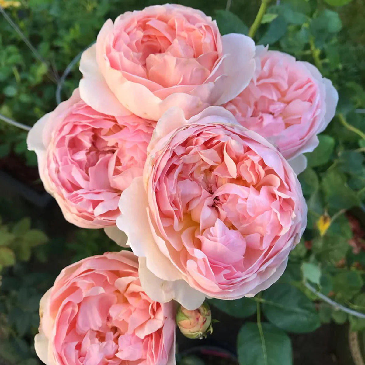 AUSsaucer English Garden Rose Shrub