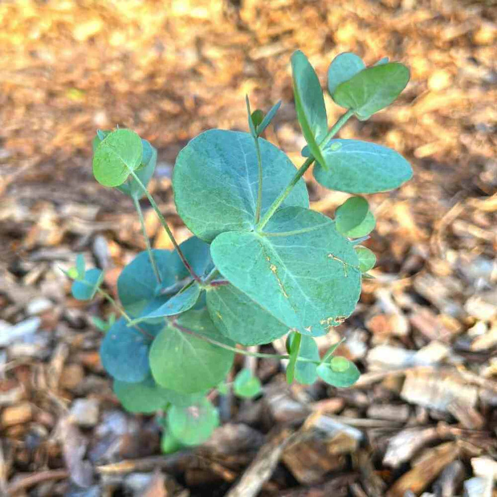 Eucalyptus 'Silver Dollar'
