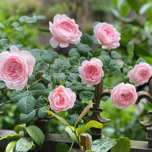 AUSsaucer English Garden Rose Shrub