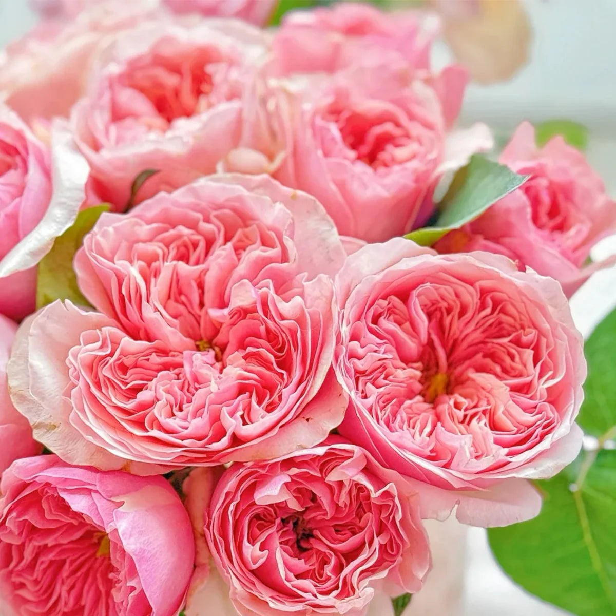 Romeo Florist Rose
