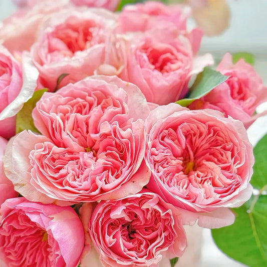 Romeo Rose Shrub