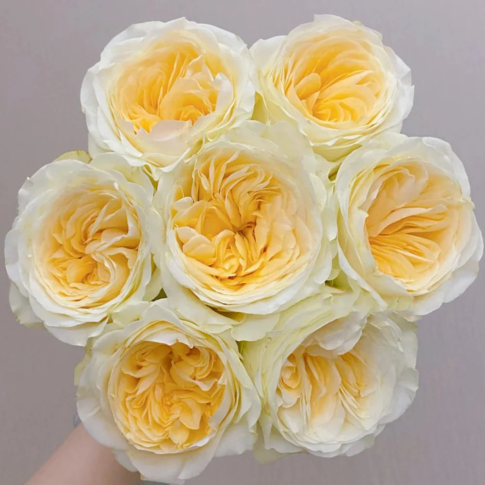 Butter Cup Florist Rose