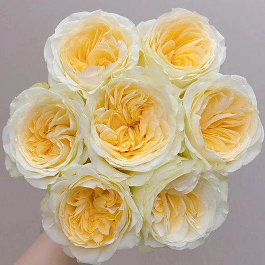 Butter Cup Rose Shrub
