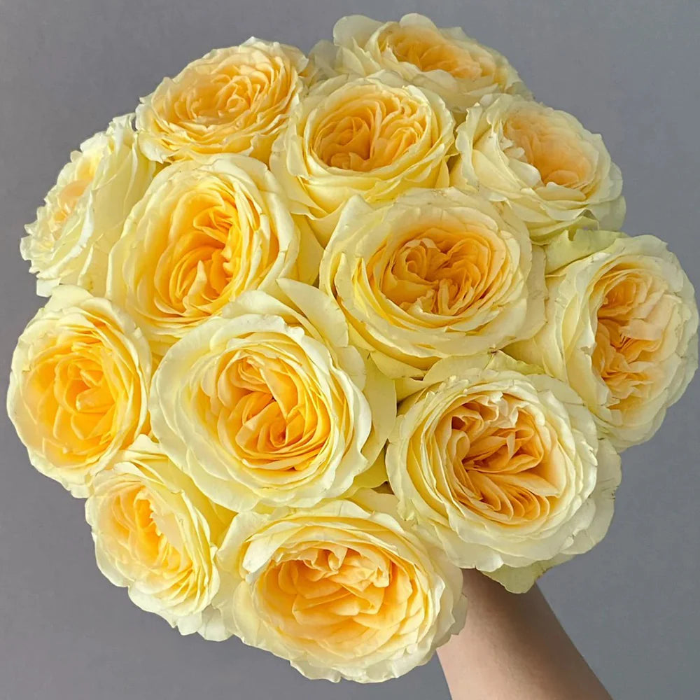 Butter Cup Florist Rose