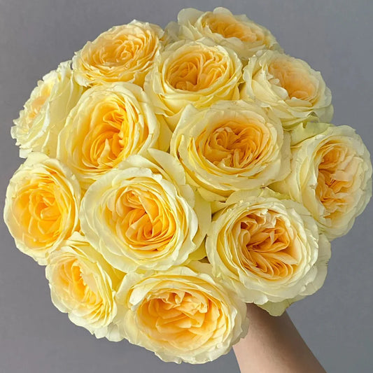 Butter Cup Rose Shrub