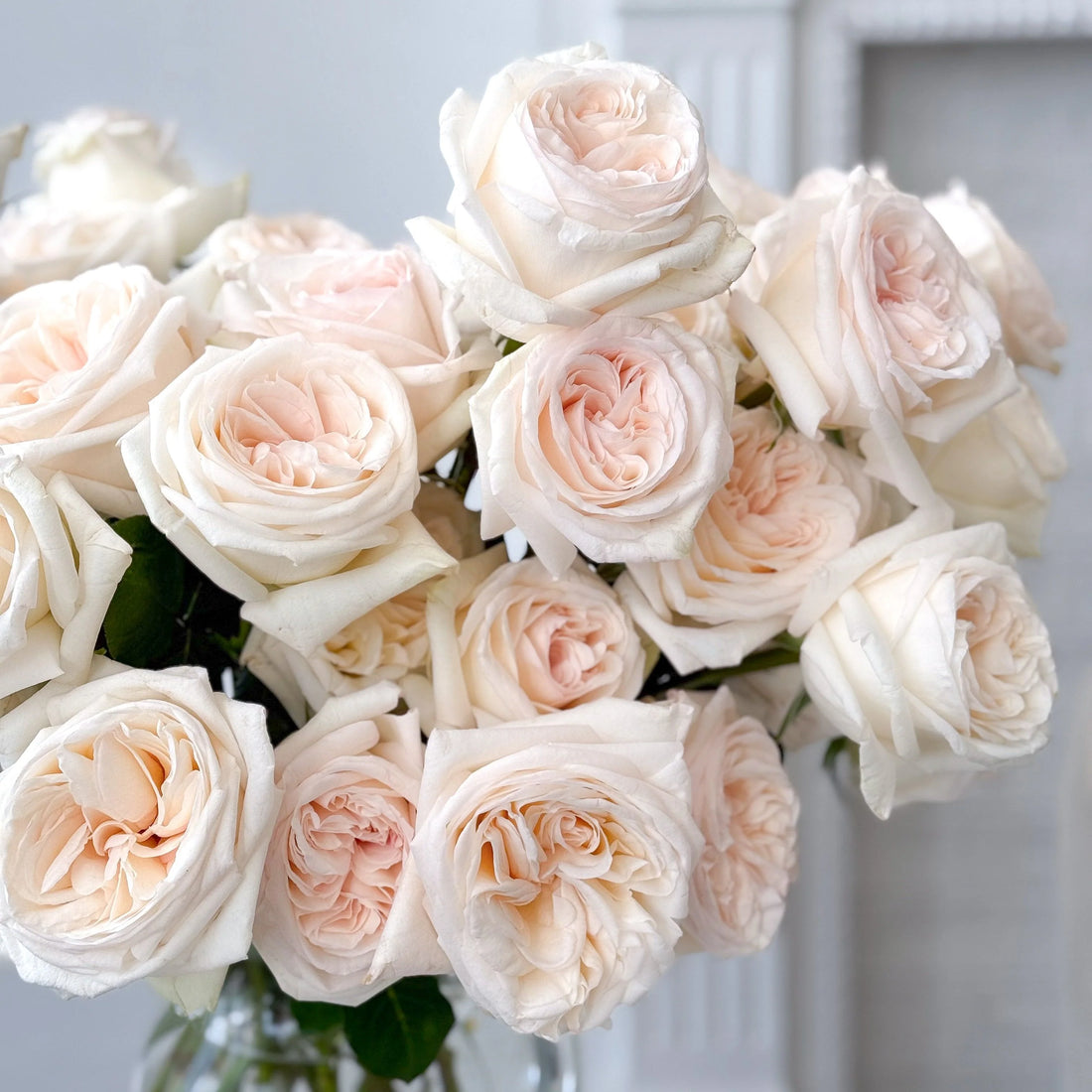 White O'Hara Florist Rose Shrub