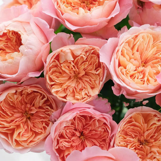 Victorian Secret Rose Shrub