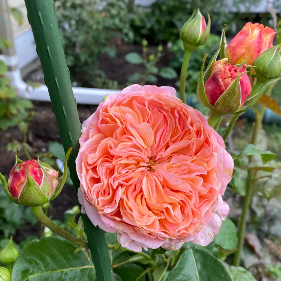 Victorian Secret Rose Shrub