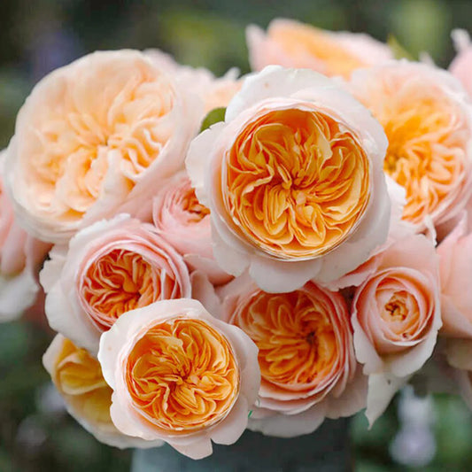 AUSjameson English Wedding Rose Shrub
