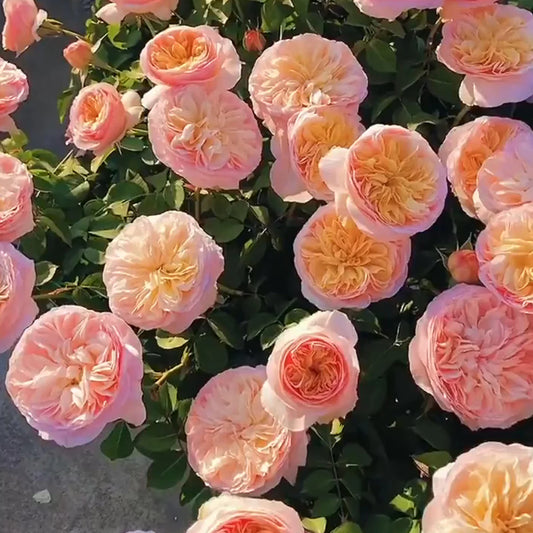 AUSjameson English Wedding Rose Shrub