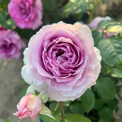 Lilas Rose Shrub