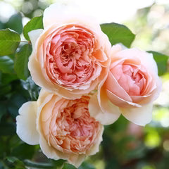 Masora Rose Shrub