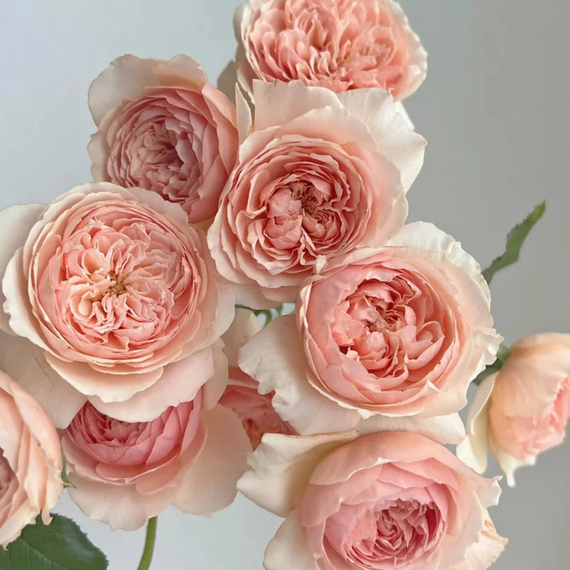 Masora Rose Shrub