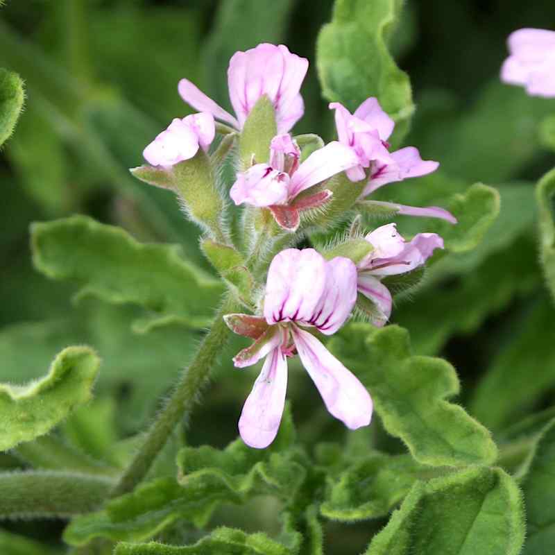 Scented Geranium 'Rober's Lemon Rose'
