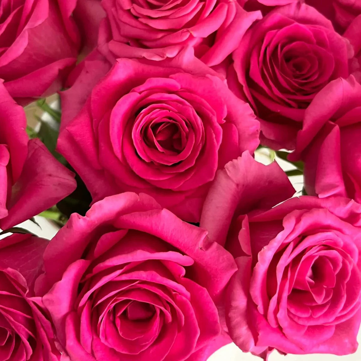 Pink Floyd Rose Shrub