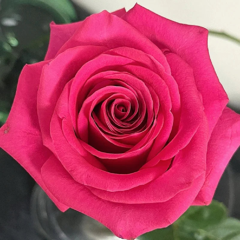 Pink Floyd Rose Shrub