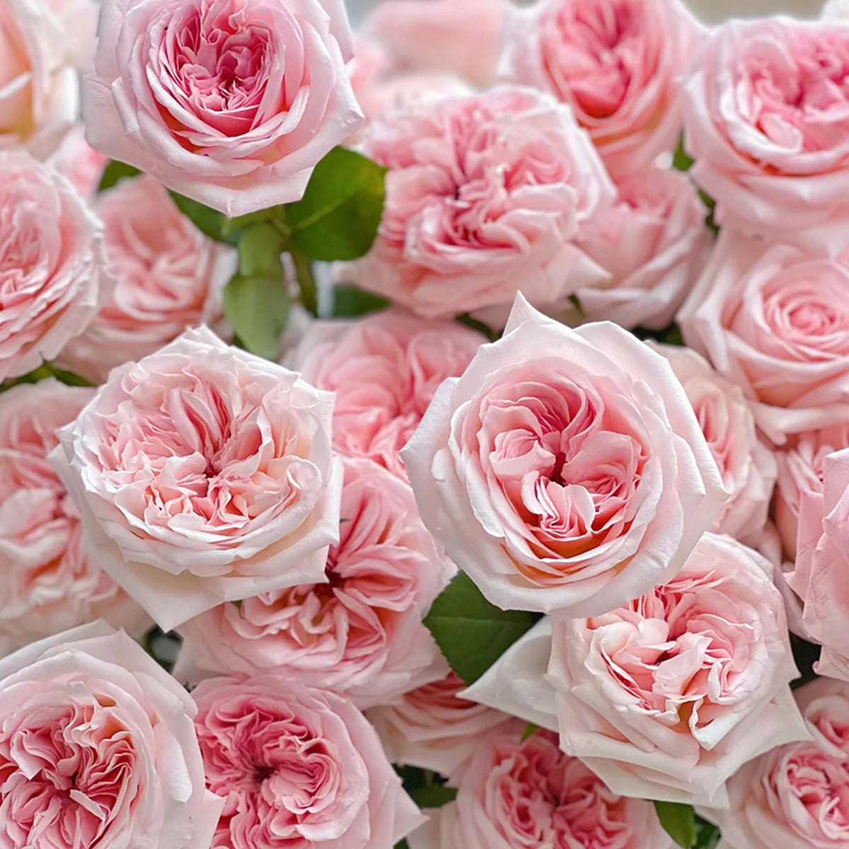Pink O'Hara Rose Shrub